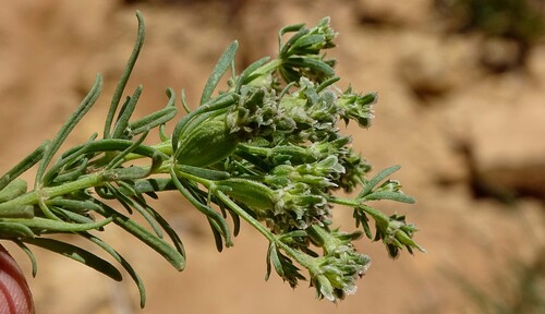 Pteranthus dichotomus