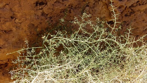 Grey Asparagus