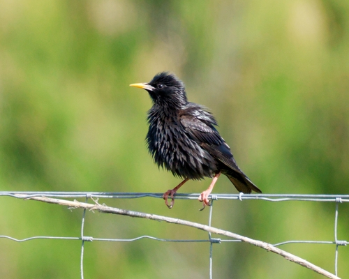 Avistamiento Estornino Negro
