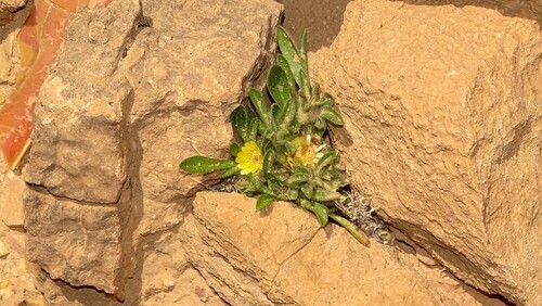 Rose of Jericho