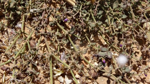 Fagonia glutinosa