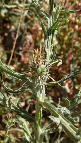 Centaurea maroccana