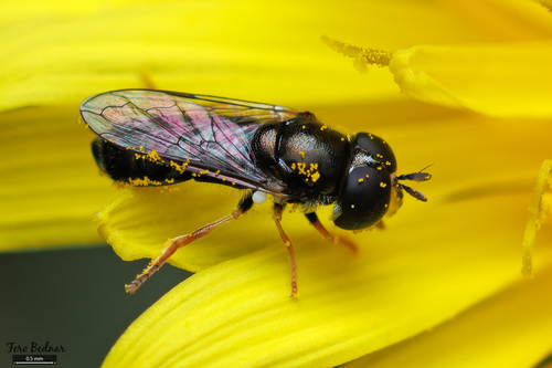 Paragus haemorrhous
