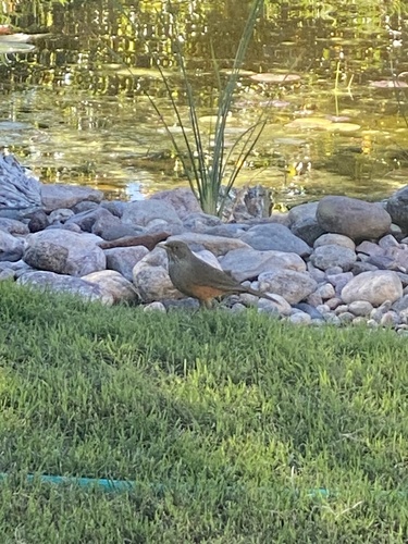 Rufous-bellied Thrush