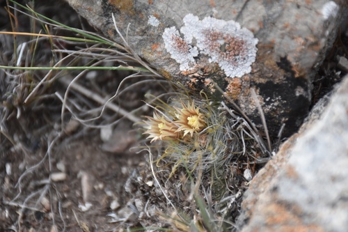 Mammillaria sinistrohamata