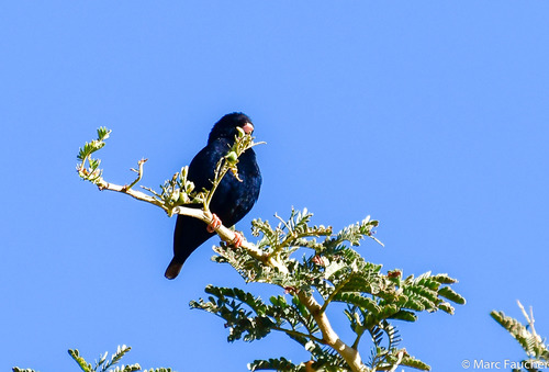 Village Indigobird