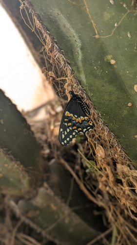 Eastern Black Swallowtail
