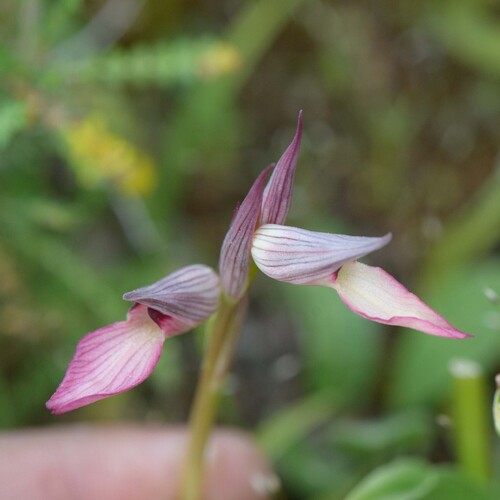 Tongue Orchid