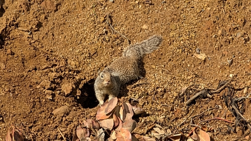 Douglas's Ground Squirrel observed by erin_galbraith