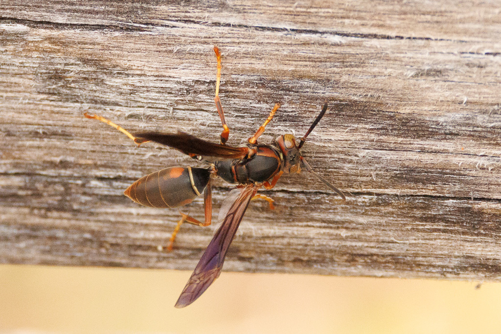 Northern Paper Wasp from Brooklyn Botanic Gardens on April 15, 2026 at ...