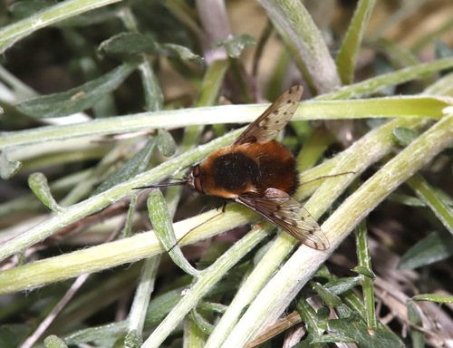 Dotted Bee Fly