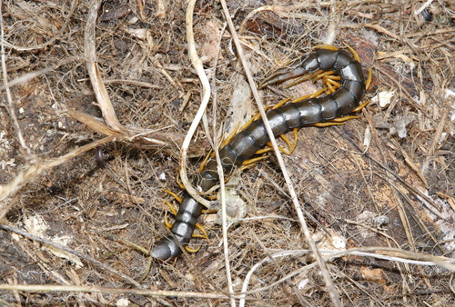 Mediterranean Banded Centipede
