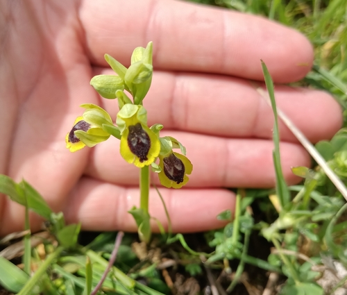 Yellow Bee-orchid