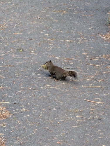 Douglas's Squirrel observed by james_boyd