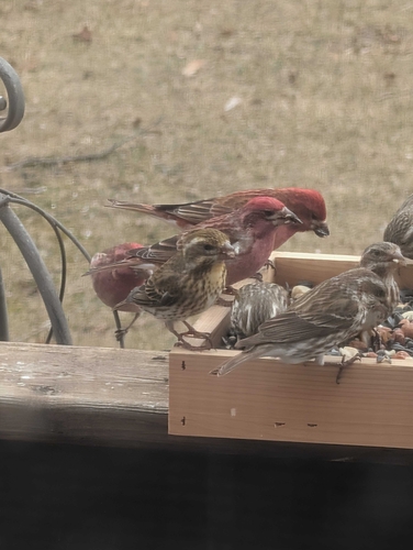 Purple Finch