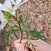 Cardamine dissecta - Photo (c) Gavin Page, όλα τα δικαιώματα διατηρούνται, uploaded by Gavin Page