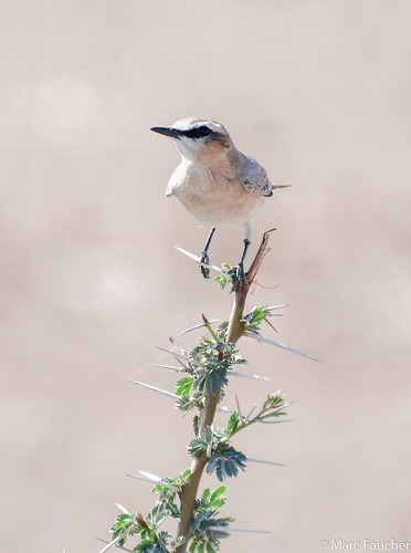Isabelline Wheatear