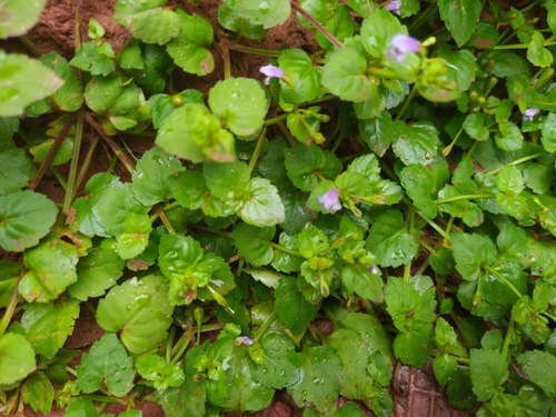 Brittle False Pimpernel