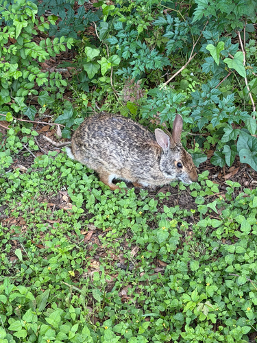 Swamp Rabbit observed by jayz0330