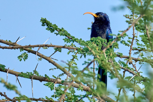 Abyssinian Scimitarbill