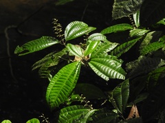 Miconia gracilis image