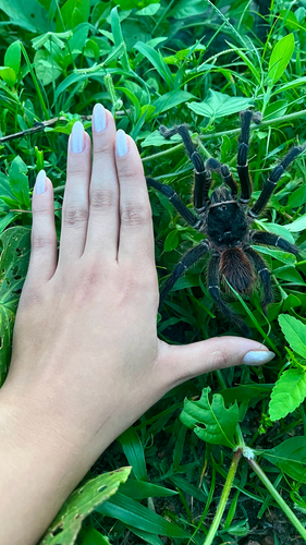 Natal Brown Birdeater