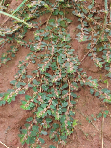 Red Caustic-creeper