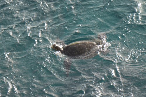 Chelonia mydas