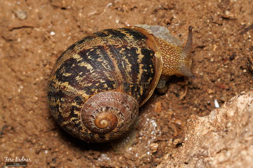 Cornu aspersum