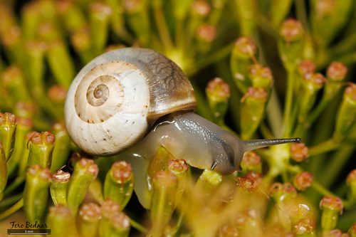 Theba pisana