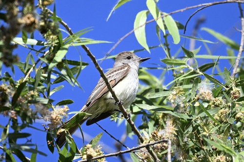 iNaturalist observation photo of Ash-throated Flycatcher