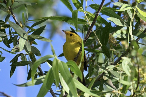 iNaturalist observation photo of Wilson's Warbler