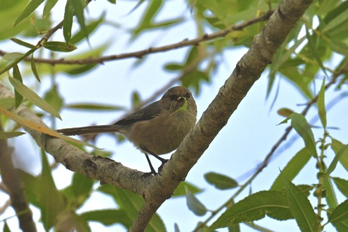 iNaturalist observation photo of Bushtit