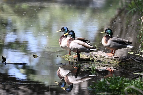 iNaturalist observation photo of Mallard
