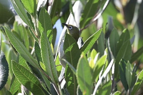 iNaturalist observation photo of Swinhoe's White-eye