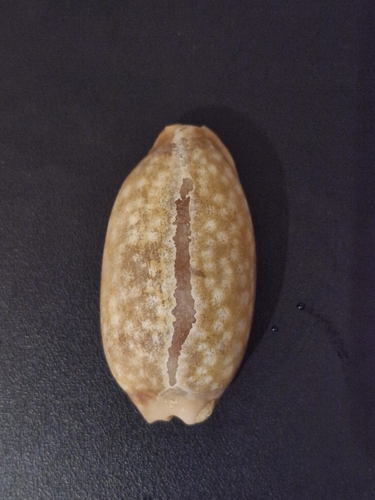 Macrocypraea zebra