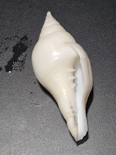 Turbinella laevigata