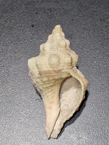 Aurantilaria aurantiaca