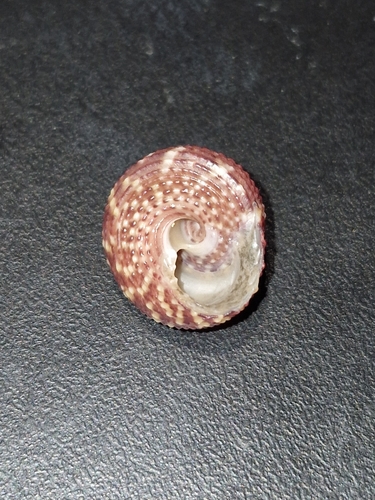 Agathistoma viridulum