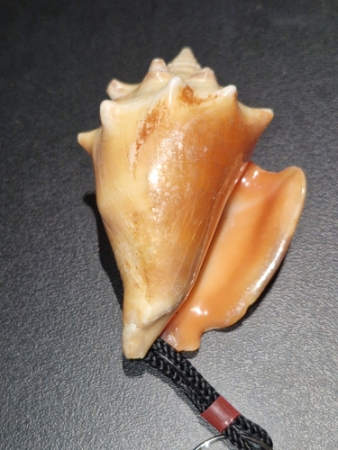 Strombus pugilis