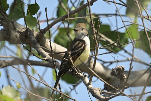 iNaturalist observation photo of Ash-throated Flycatcher