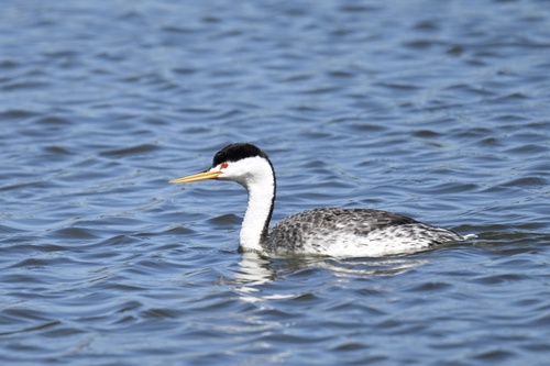 iNaturalist observation photo of Clark's Grebe