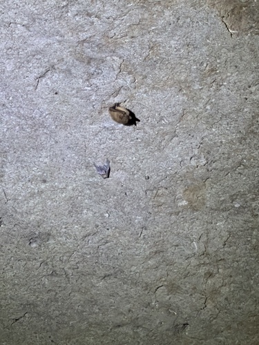 Tricolored Bat observed by rachelbaker1