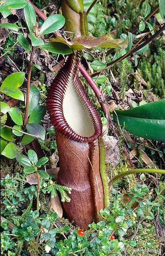 Nepenthes singalana · iNaturalist