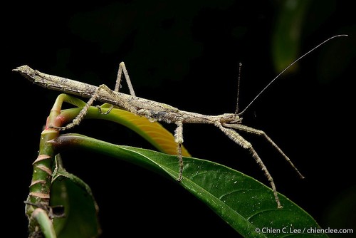 Neoclides simyra
