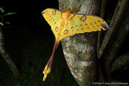 Madagascan Moon Moth