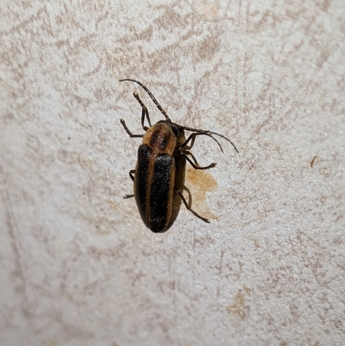 Photuris divisa