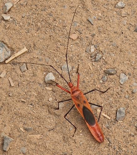 Macrocheraia grandis