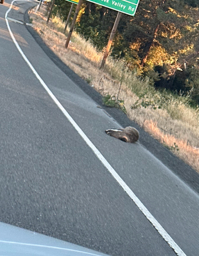 American Badger observed by the_naturalists_