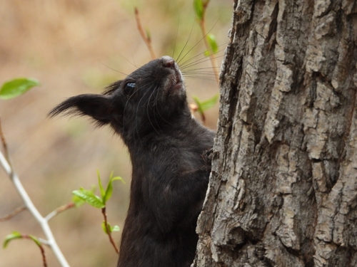 Abert's Squirrel observed by tyler56685